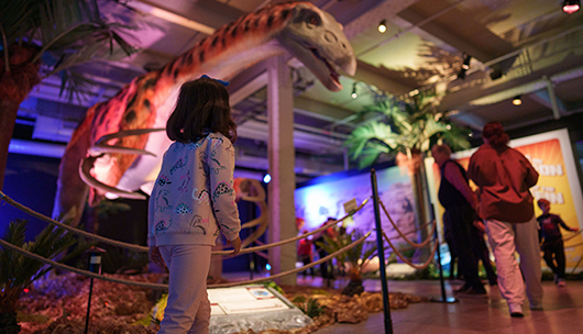 Dino Safari